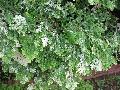 Variegated Club Moss Fern / Selaginella species